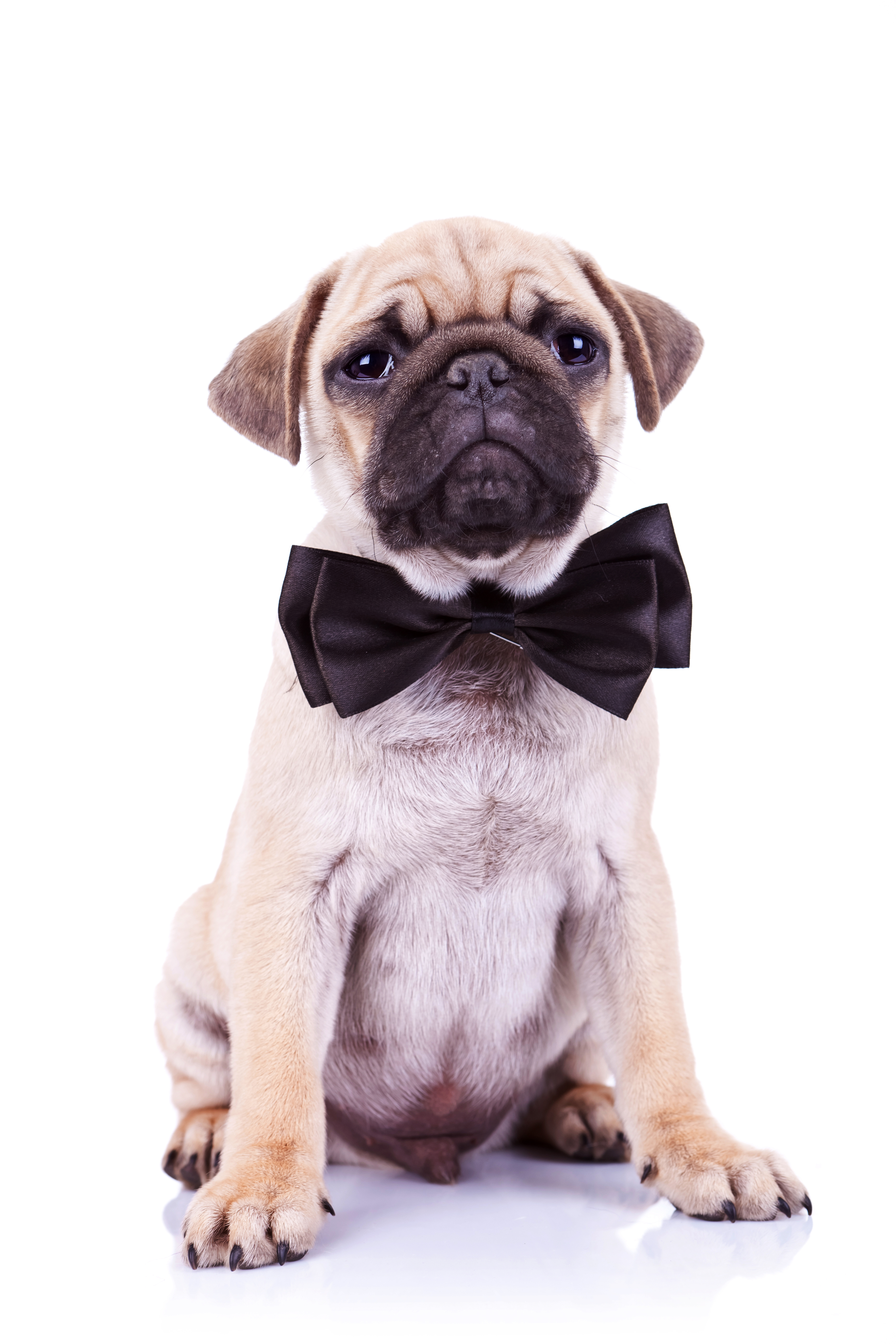 pet_bow_tie_black_fabric