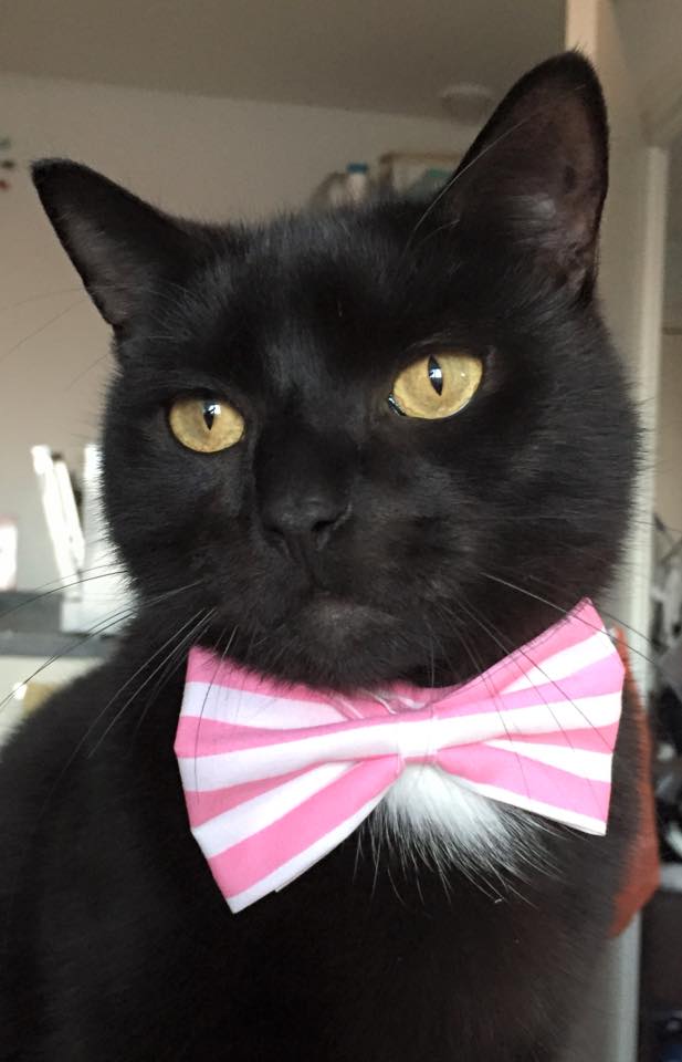 pet_bow_tie_pink_and_white_stripe_fabric