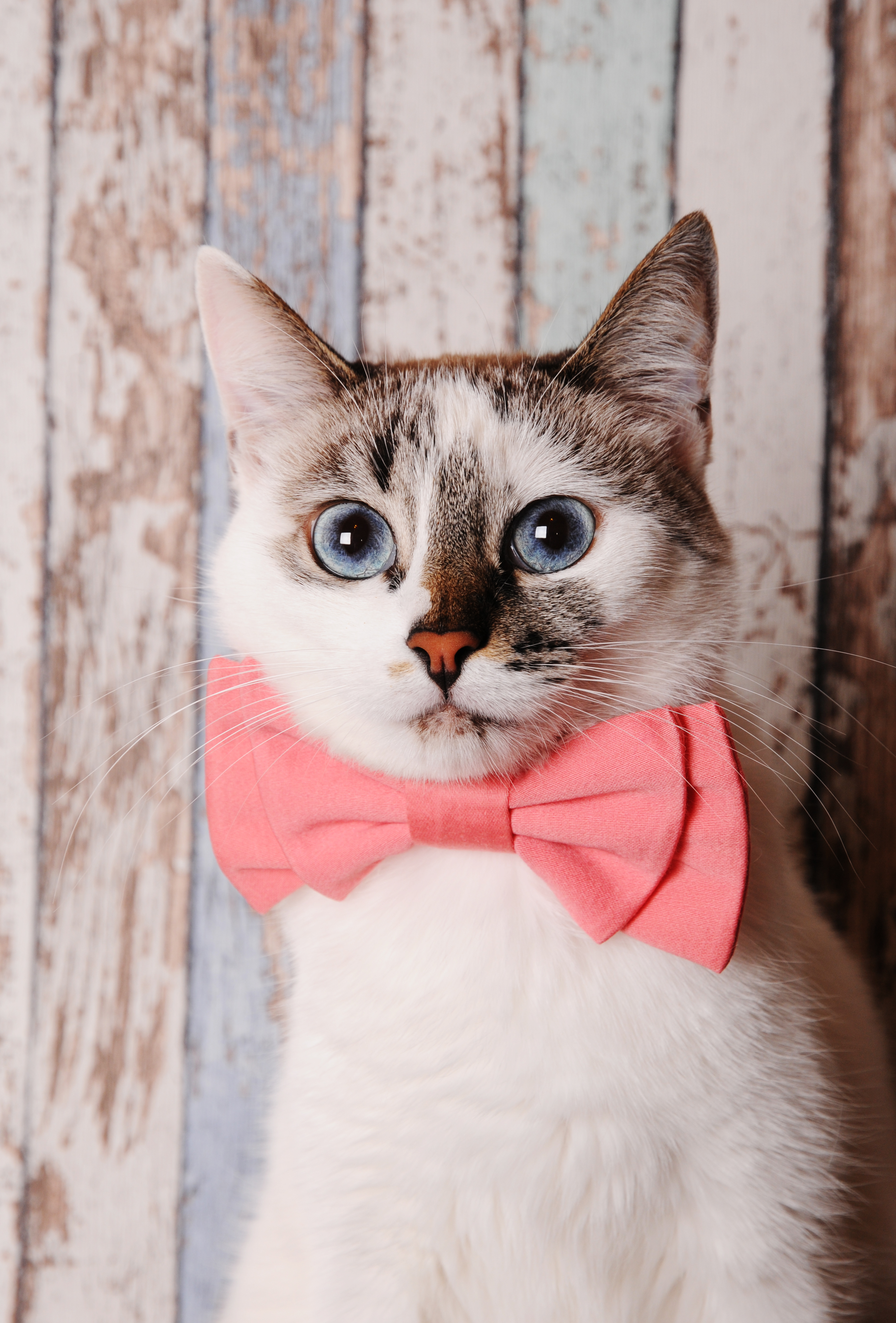 pet_bow_tie_pink_fabric