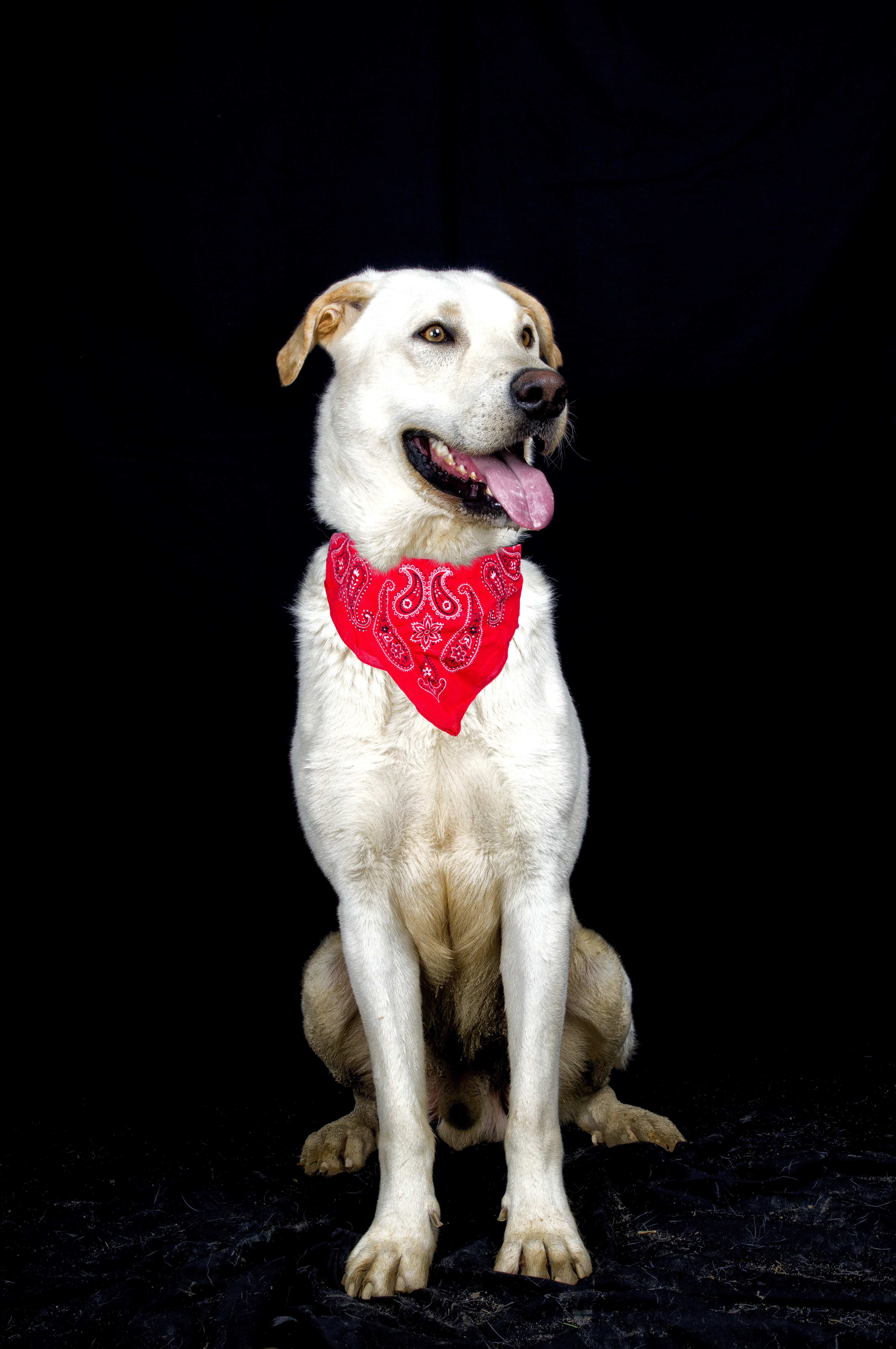 pet_bandana_red_fabric