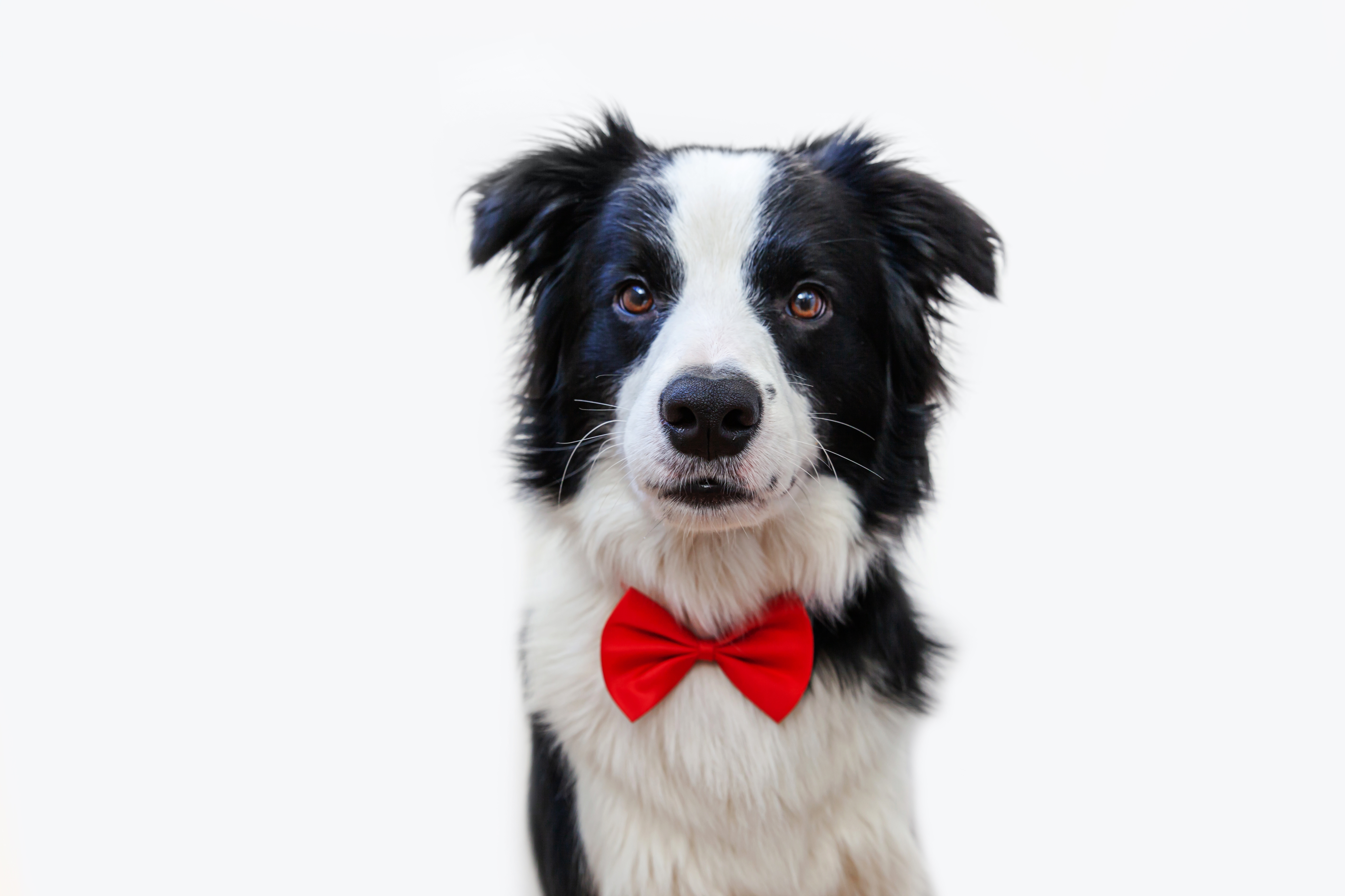 pet_bow_tie_red_fabric