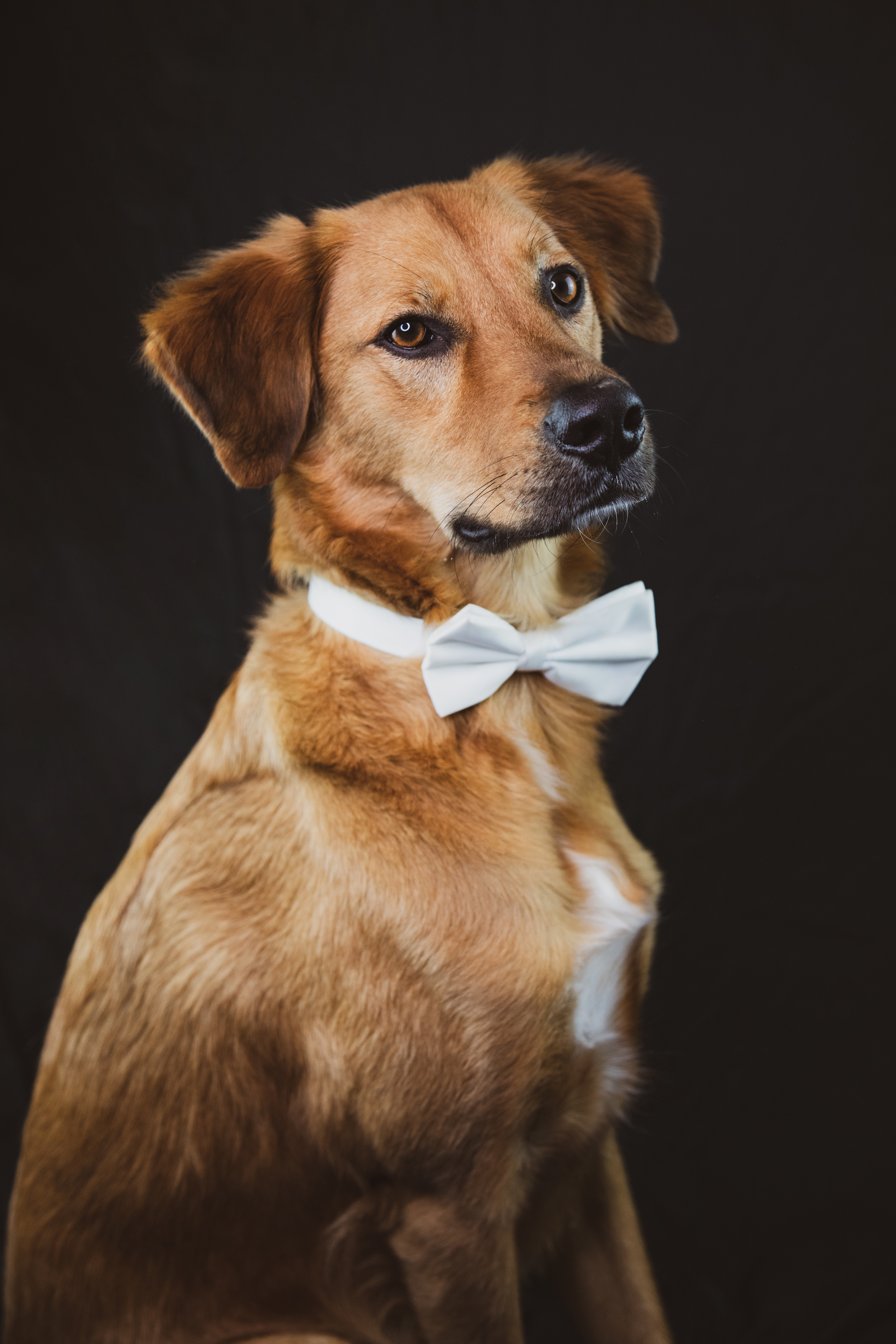 pet_bow_tie_large_white_fabric